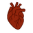 心脏