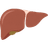 肝脏